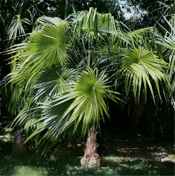 Natural Saw Palmetto Oil