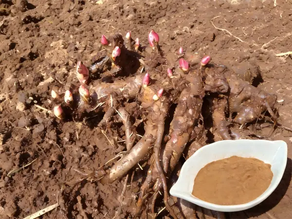 Paeonia Root Extract Paeonia Root Extract