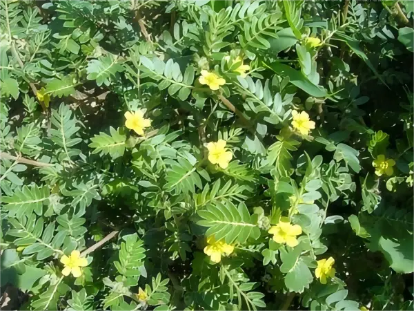 Tribulus Terrestris Extract Powder Tribulus Terrestris Extract Powder
