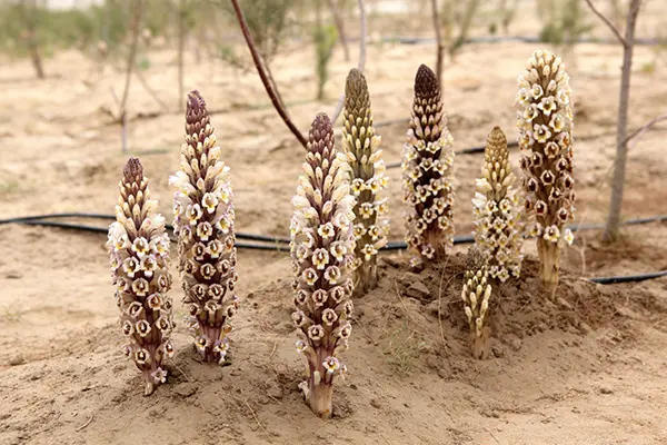 Cistanche Tubulosa Plant