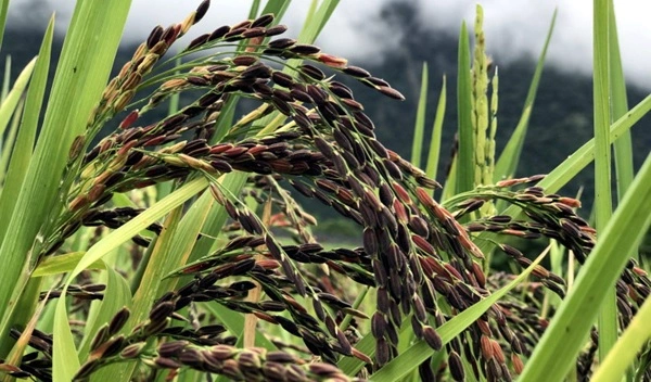 Black Rice Plant Extract Black Rice Plant Extract