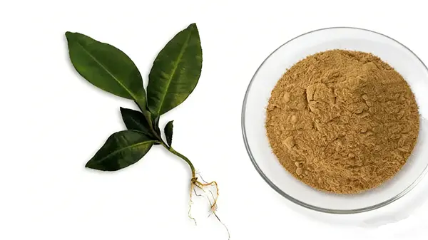 Kacip Fatima Extract Kacip Fatima Extract