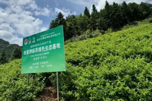 Vine Tea Extract Vine Tea Extract