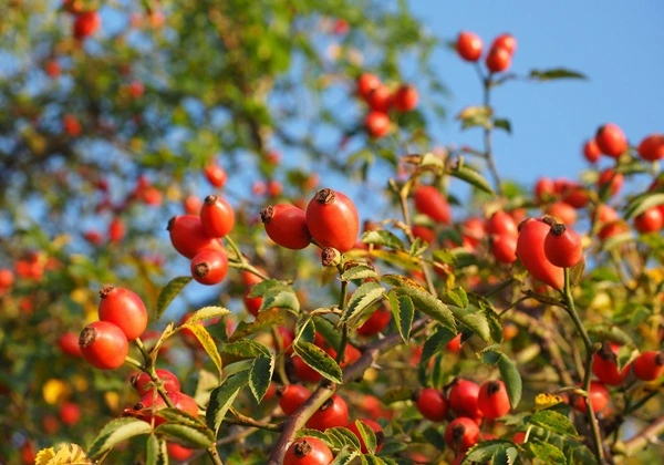 Rose Hip Extract Powder
