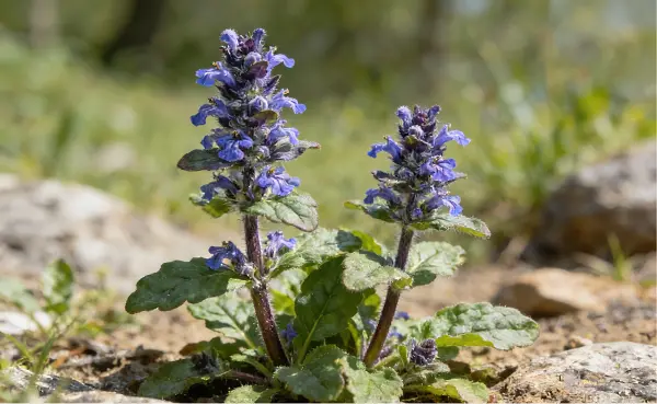 Ajuga Turkestanica Extract Ajuga Turkestanica Extract