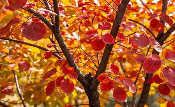 Cotinus Coggygria Extract Cotinus Coggygria Extract