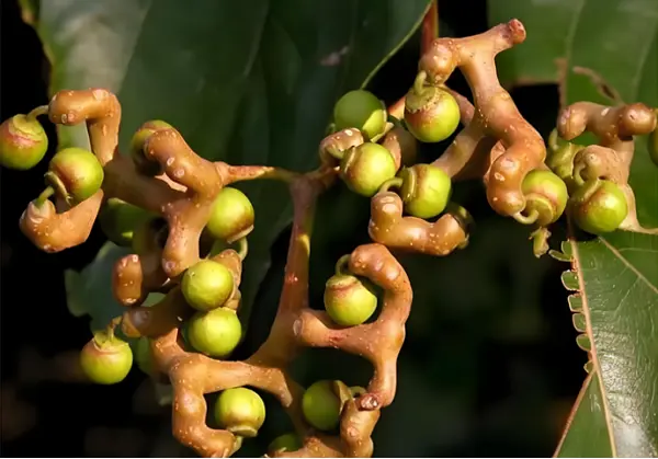 Hovenia Dulcis Extract Powder