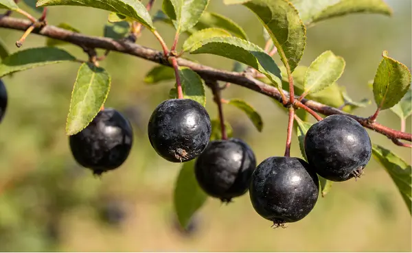 Cascara Sagrada Bark Extract