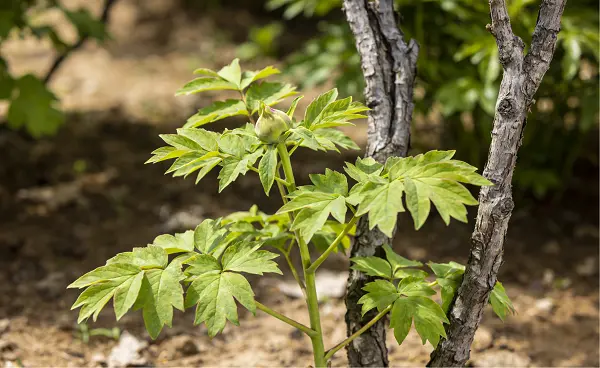Peony Bark Extract