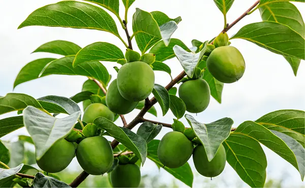 Green Persimmon Fruit Extract Green Persimmon Fruit Extract