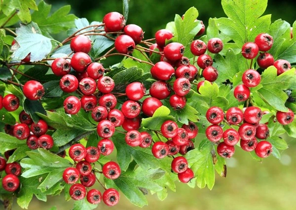 Hawthorn Fruit Extract Hawthorn Fruit Extract