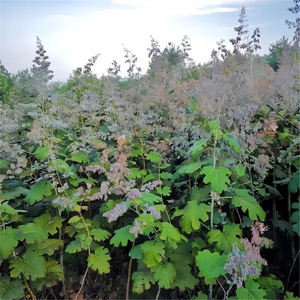 Macleaya Cordata Extract Macleaya Cordata Extract