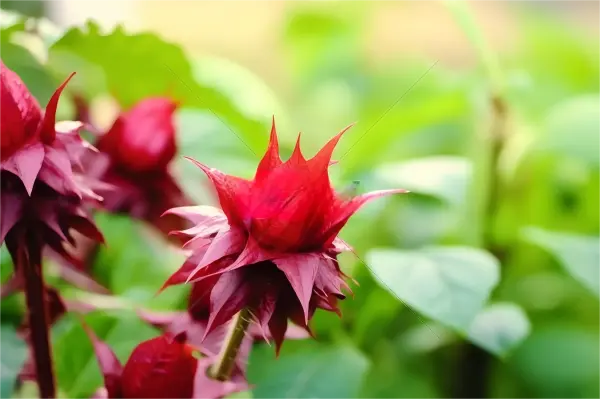 Hibiscus Flower Extract