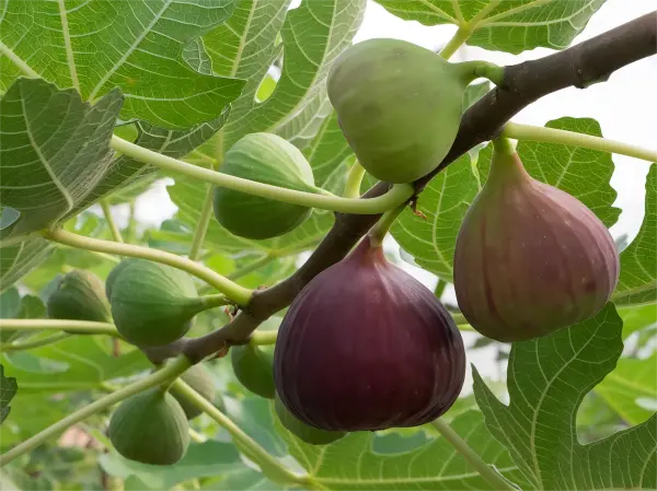 Fig Extract Fig Extract