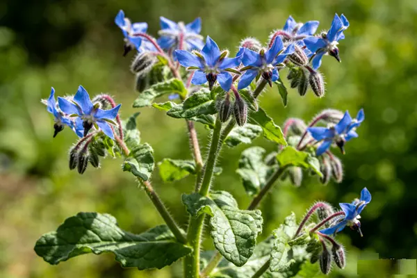 Borage Plant Borage Plant