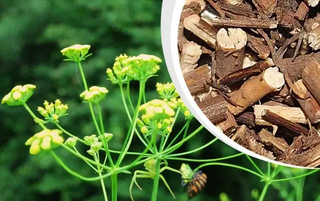 Bupleurum Extract Bupleurum Extract