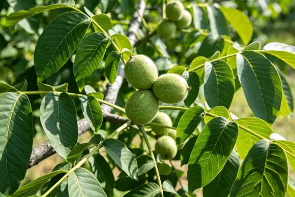 Walnut Plant Walnut Plant