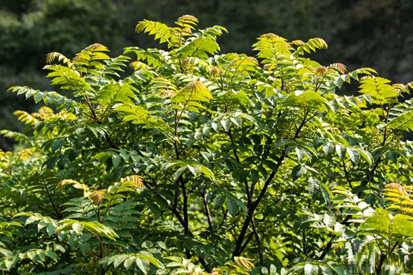 Cortex Phellodendri Plant Cortex Phellodendri Plant