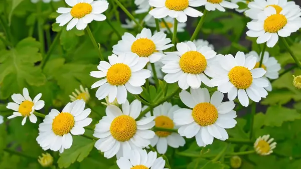 Feverfew Extract