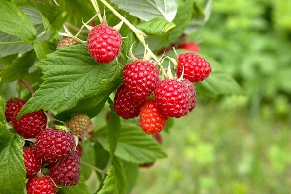 Raspberry Extract Raspberry Extract