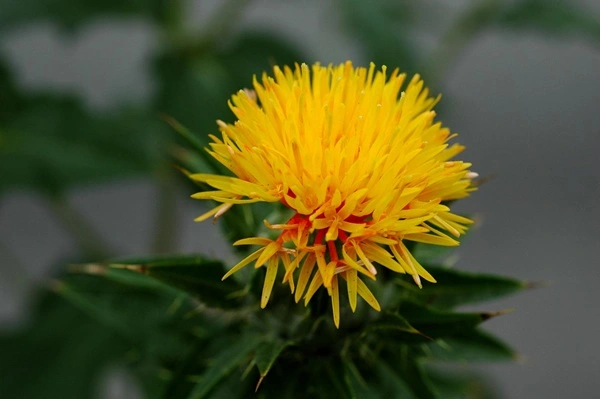 Safflower Extract Safflower Extract