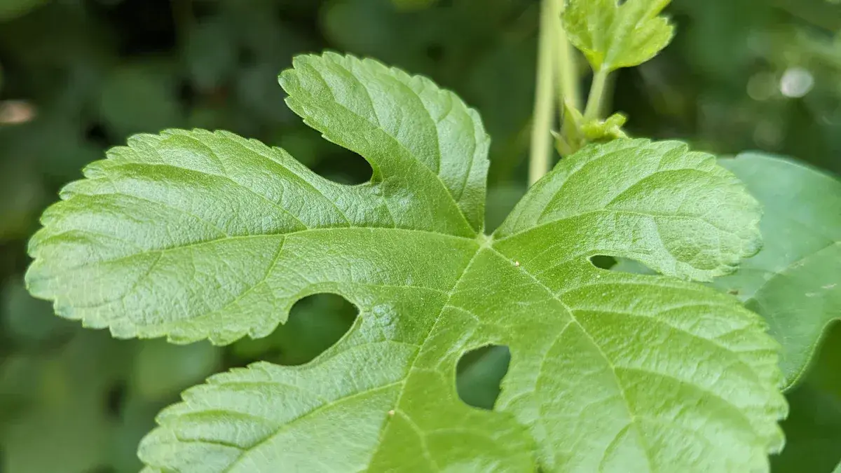 What Does A Mulberry Leaf Look Like?