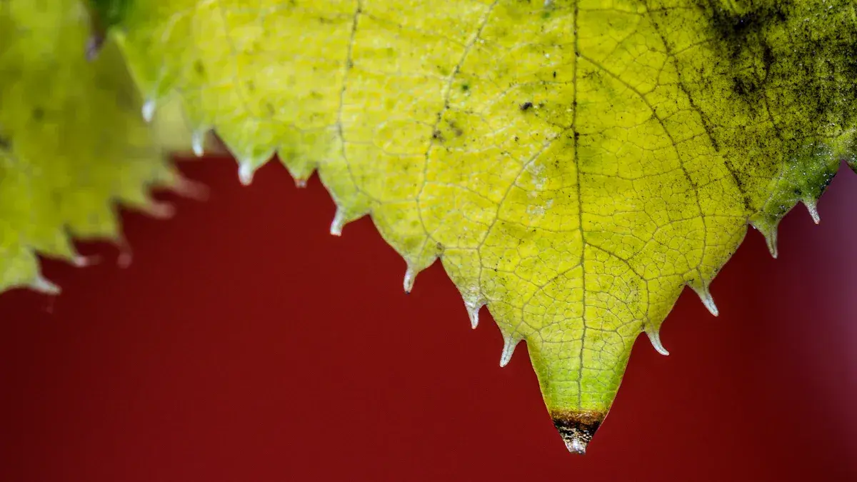 What Does A Mulberry Leaf Look Like? What Does A Mulberry Leaf Look Like?