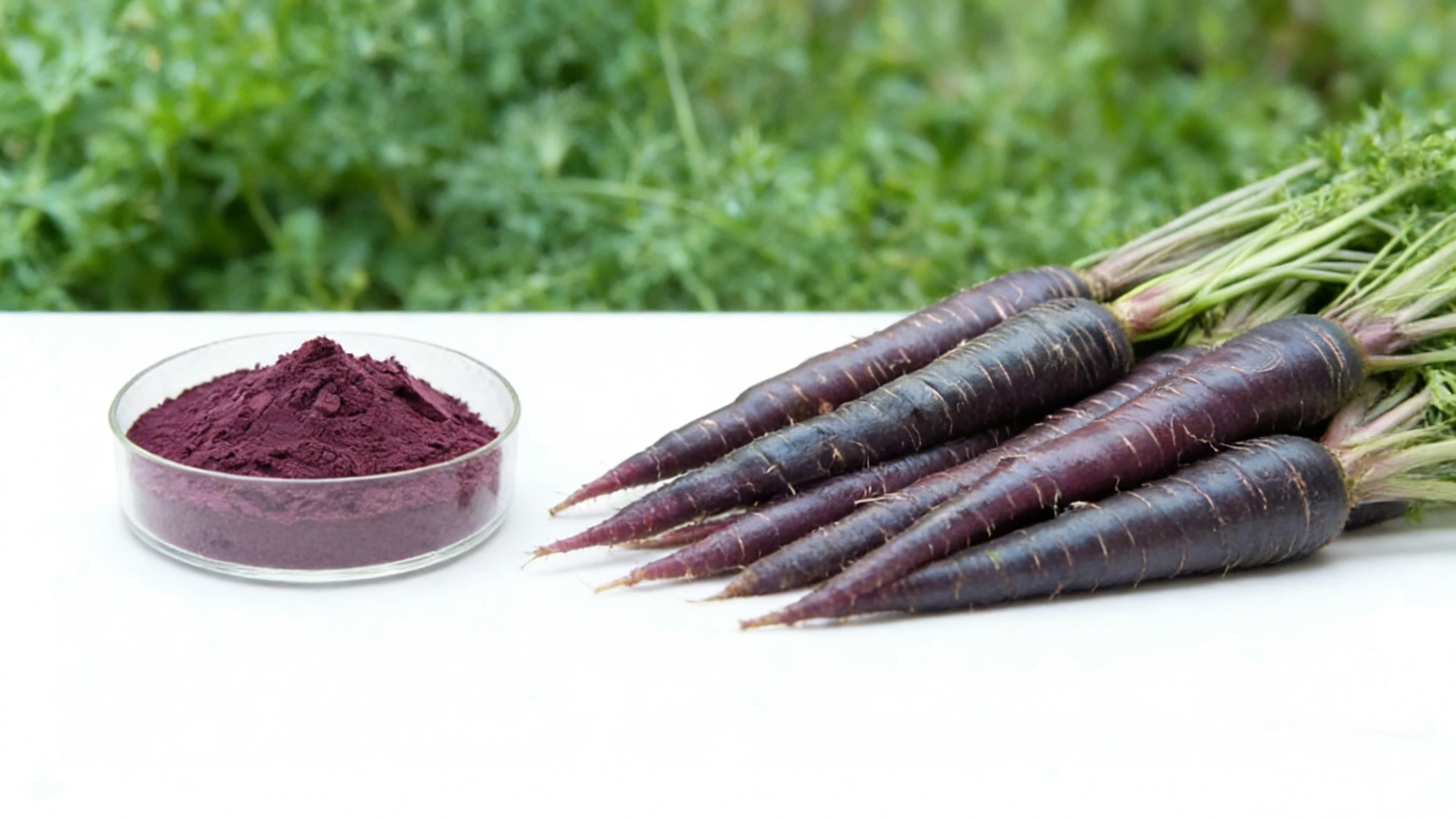 Black Carrot Extract