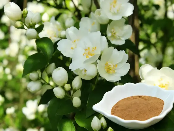 Jasmine Flower Extract