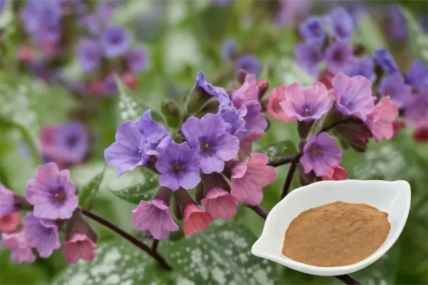 Lungwort Extract Lungwort Extract