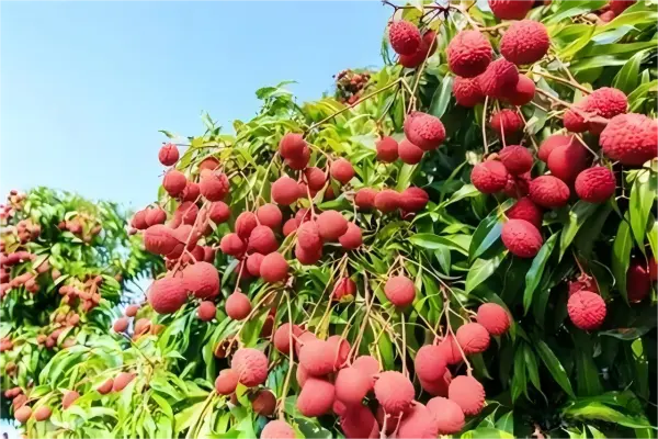 Lychee Extract