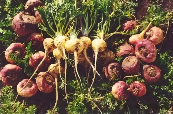 Maca Extract Powder Maca Extract Powder