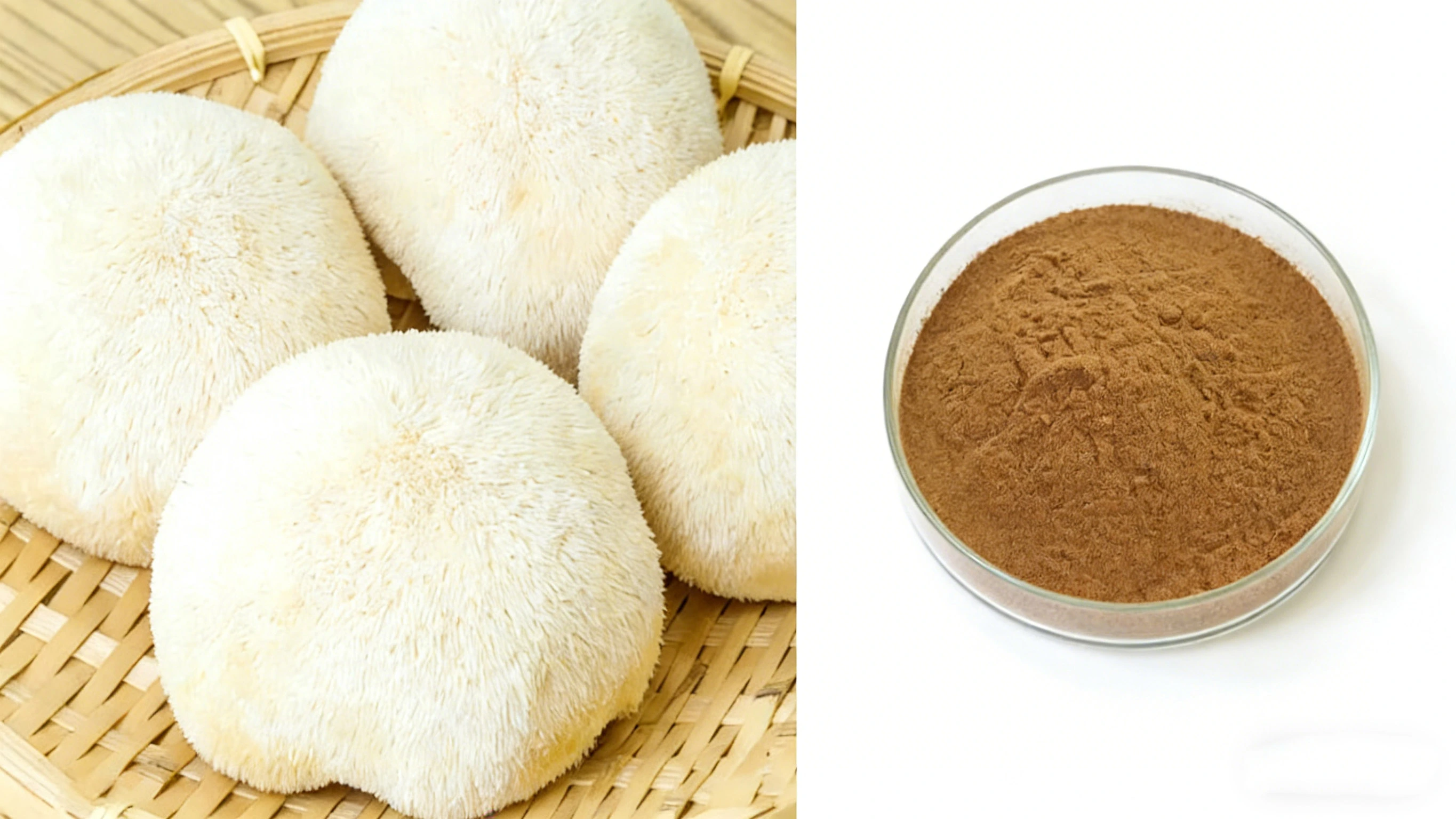 Lion's Mane Mushroom Extract