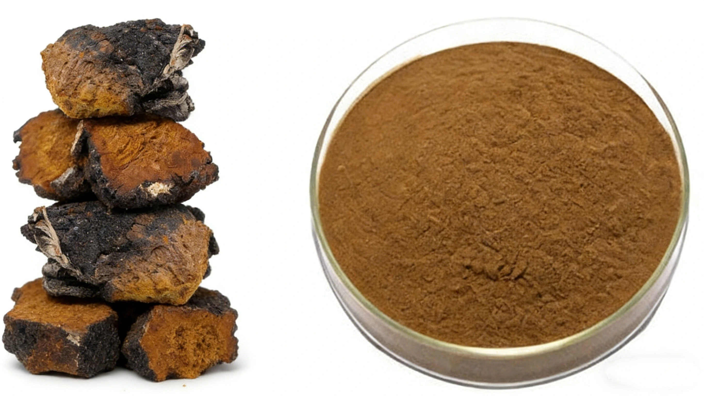 Chaga Mushroom Extract Powder Chaga Mushroom Extract Powder