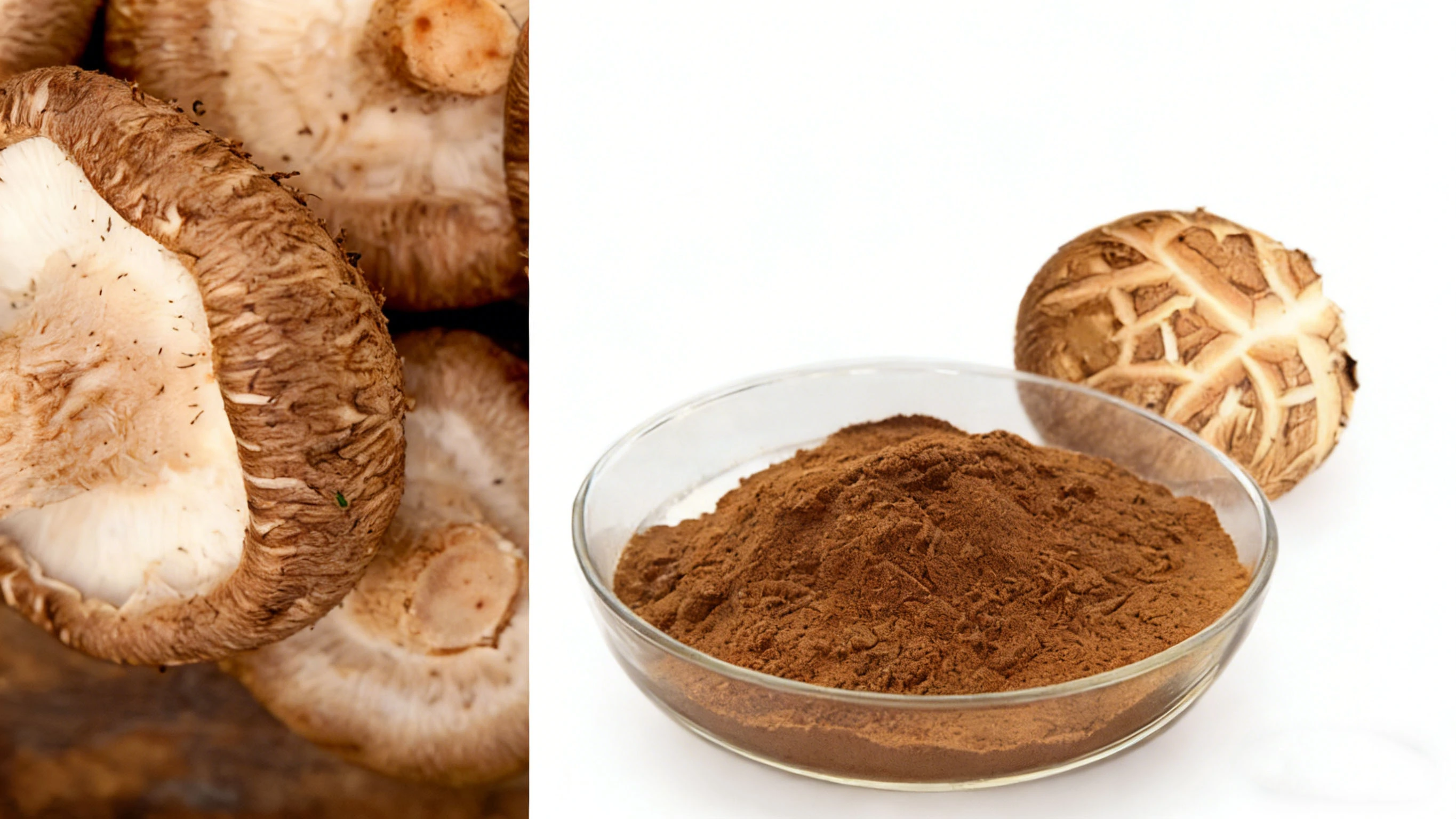 Shitake Mushroom Extract Shitake Mushroom Extract