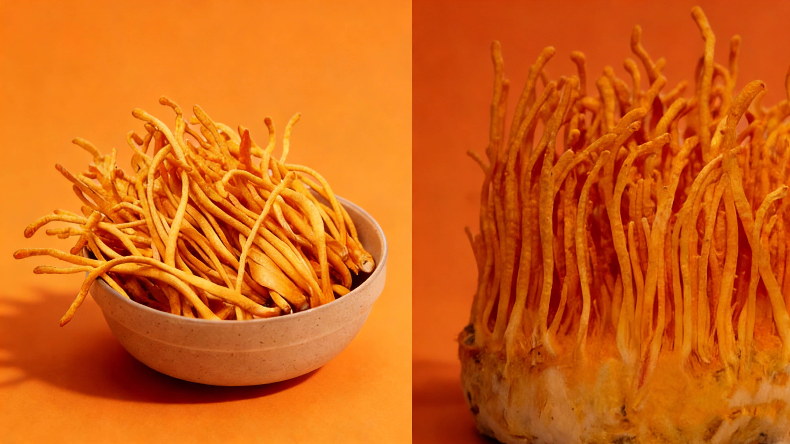 Cordyceps Militaris Mushroom Cordyceps Militaris Mushroom