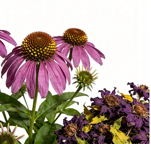 Echinacea Extract Echinacea Extract