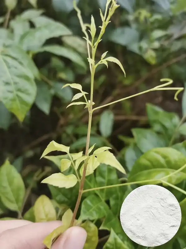 Vine Tea Extract Vine Tea Extract