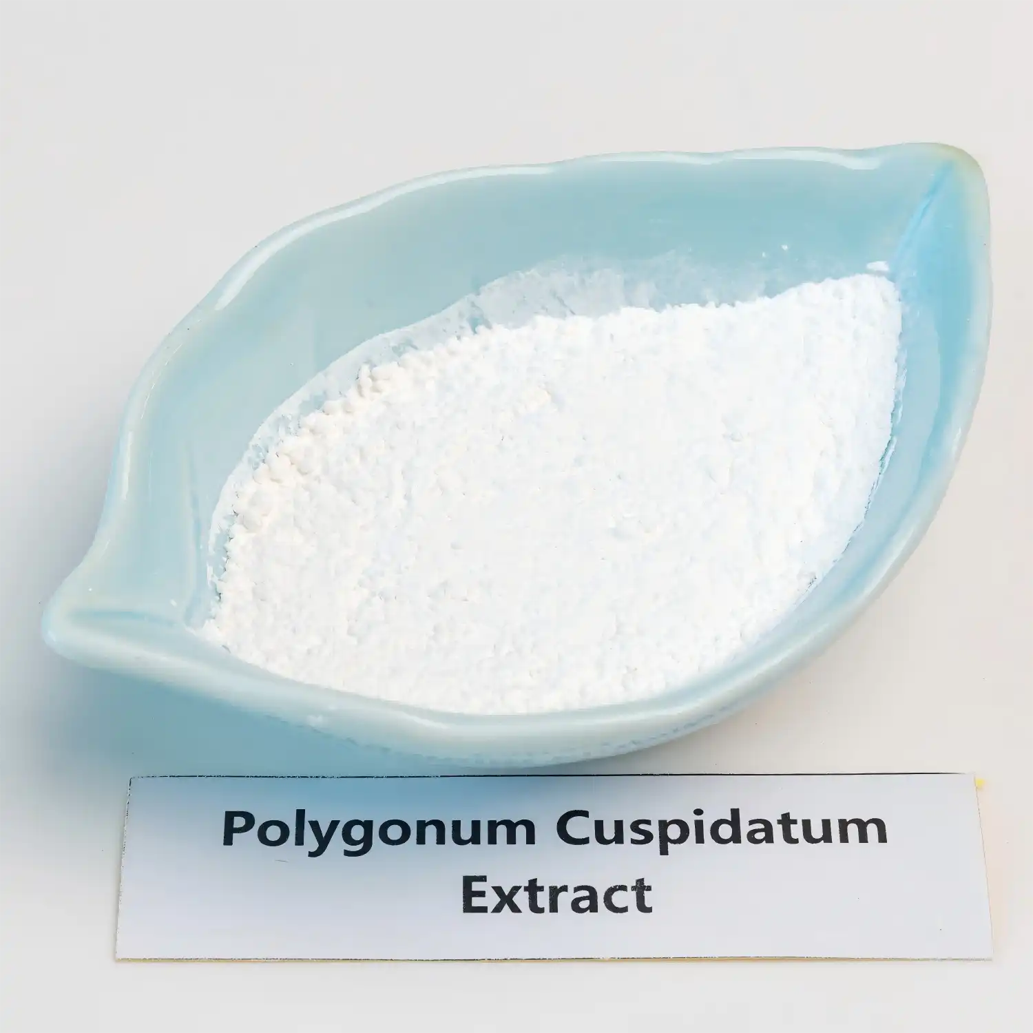 Polygonum Cuspidatum Extract Polygonum Cuspidatum Extract