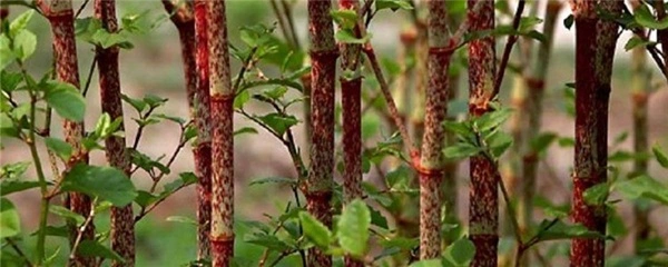 Polygonum Cuspidatum Extract