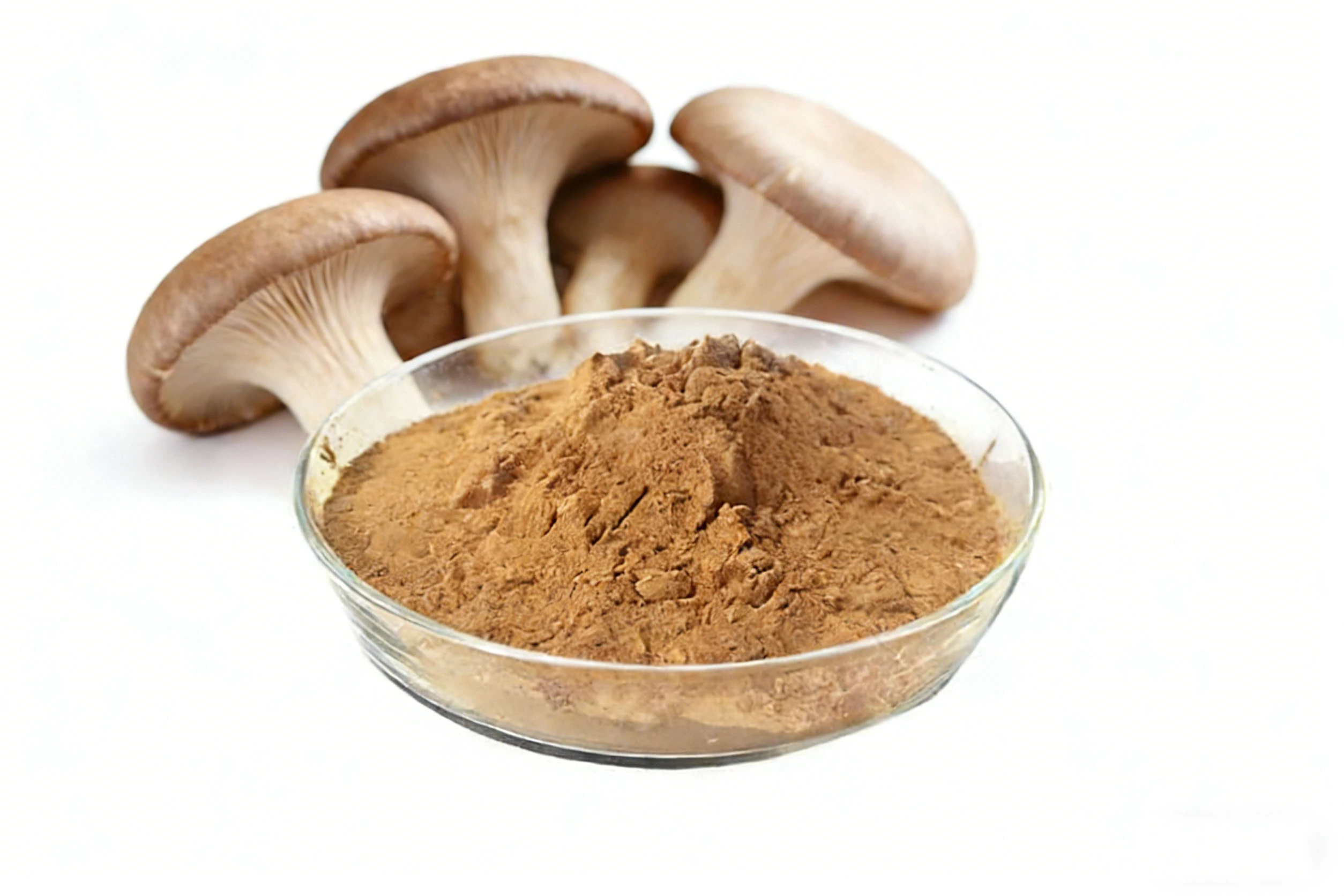 Oyster Mushroom Extract Oyster Mushroom Extract
