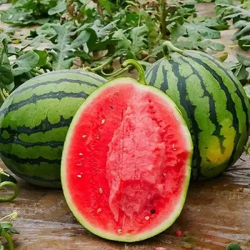 Watermelon Plant Watermelon Plant