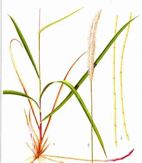 Couch Grass Rhizome Extract