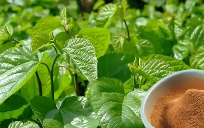 Mulberry Leaf Extract Mulberry Leaf Extract