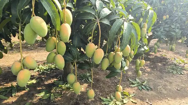 Mango Leaf Extract Powder