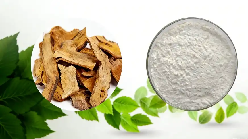 Polygonum Cuspidatum Extract Polygonum Cuspidatum Extract
