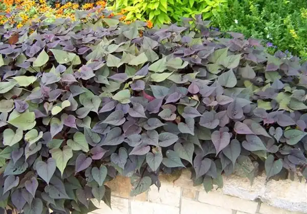 Purple Sweet Potato Extract Purple Sweet Potato Extract