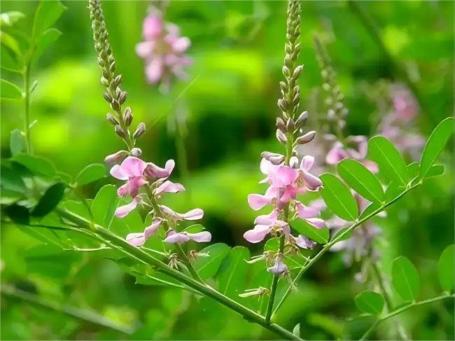 Lespedeza Capitata Extract