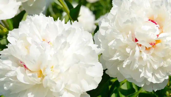 White Paeony Extract