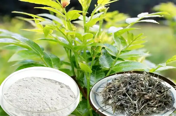 Vine Tea Extract Vine Tea Extract